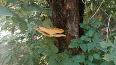 Cerioporus squamosus