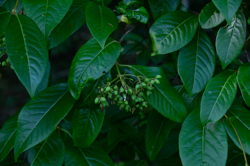 Viburnum cassinoides image