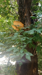 Cerioporus squamosus