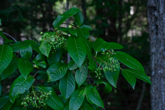 Viburnum cassinoides image