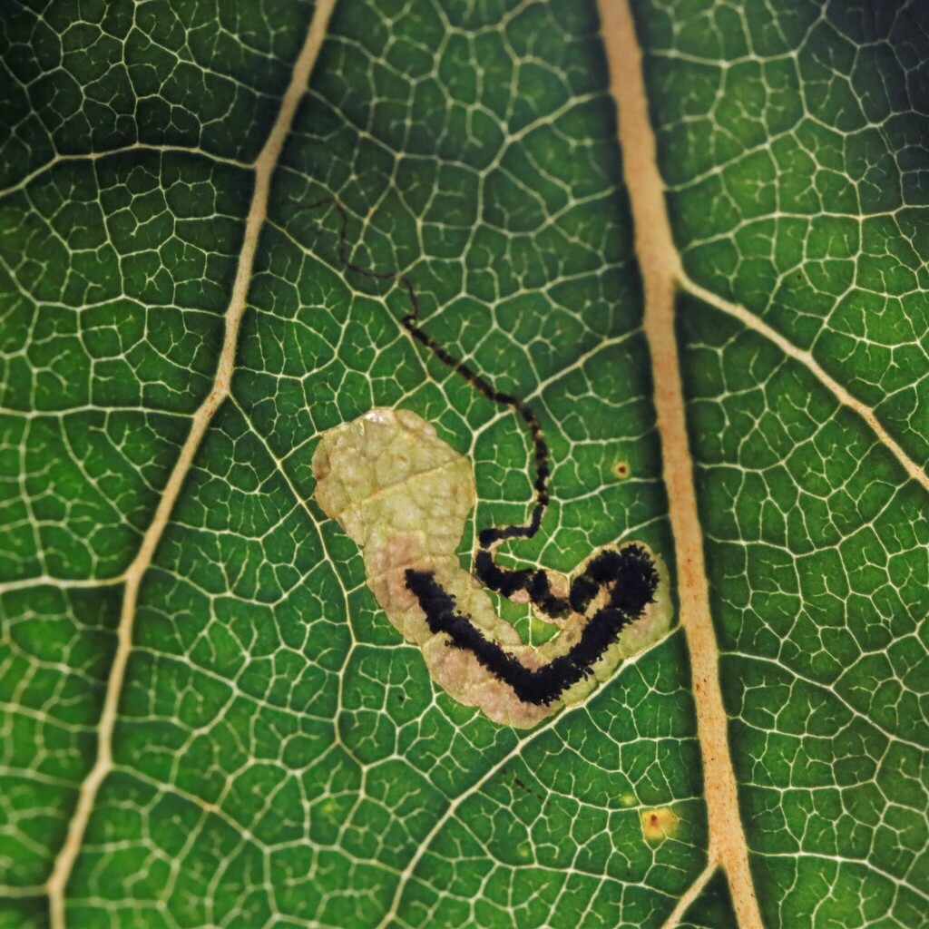 Black-poplar Pigmy