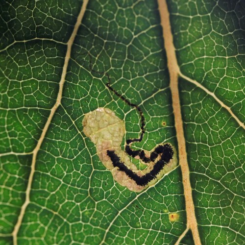 Black-poplar Pigmy