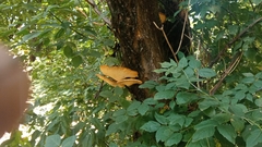 Cerioporus squamosus