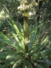 Furcraea cabuya