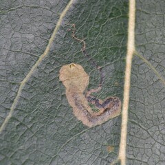 Stigmella trimaculella