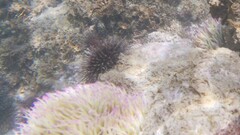 Echinoidea