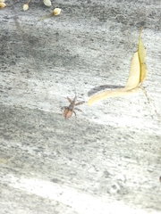 Acholla multispinosa