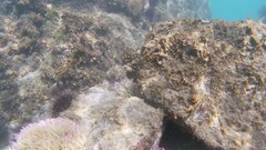 Echinoidea