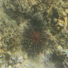 Echinoidea
