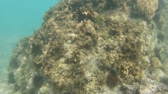 Echinoidea