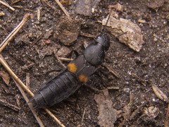 Platydracus fossator