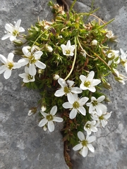 Arenaria ciliata