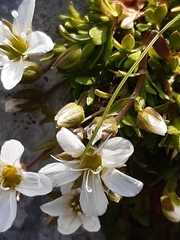 Arenaria ciliata