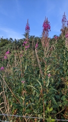 Chamaenerion angustifolium