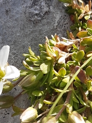Arenaria ciliata