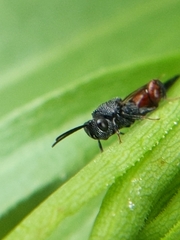 Phasgonophora sulcata