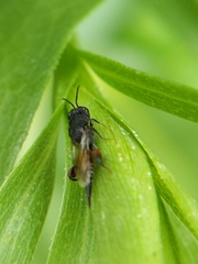 Phasgonophora sulcata