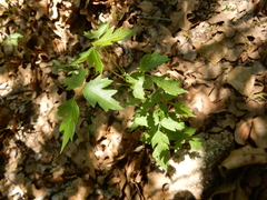 Toxicodendron radicans negundo