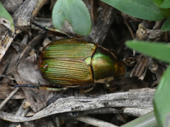 Xochicotlia micans