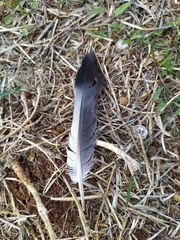 Columba livia domestica