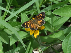 Phyciodes graphica graphica