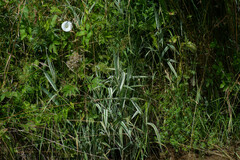Arundo donax versicolor