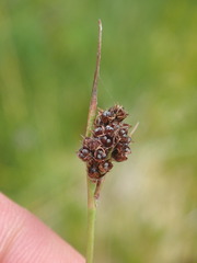 Luzula multiflora multiflora
