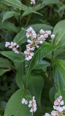 Koenigia campanulata