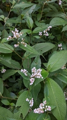 Koenigia campanulata