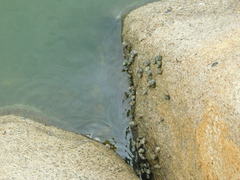 Echinolittorina aspera