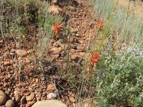 Wyoming Indian paintbrush (Castilleja linariifolia)