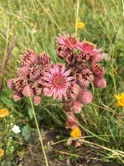 Sempervivum caucasicum