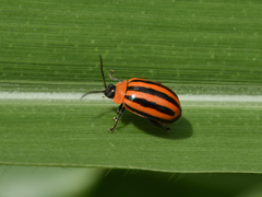 Alagoasa bipunctata tritaenioides