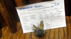 Tolypocladium rouxii