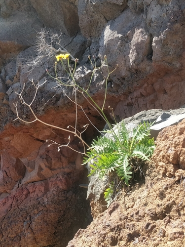 Sonchus ustulatus (Sonchus ustulatus)