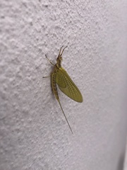 Hexagenia