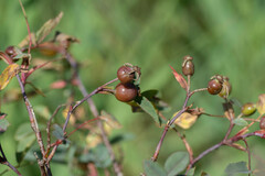 Rosa glauca