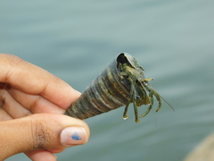 Clibanarius longitarsus