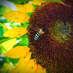 Apis dorsata breviligula