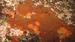 Phorbas fictitius