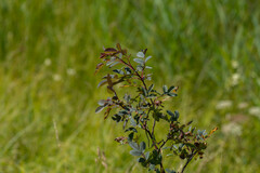 Rosa glauca