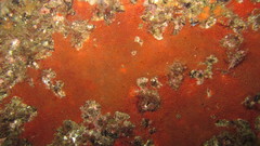 Phorbas fictitius