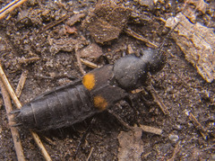 Platydracus fossator