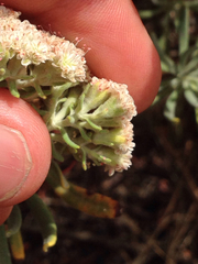 Eriogonum arborescens