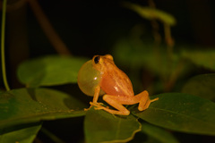 Raorchestes luteolus