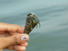 Clibanarius longitarsus