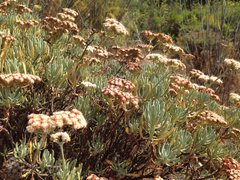 Eriogonum arborescens