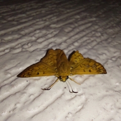 Myscelus amystis