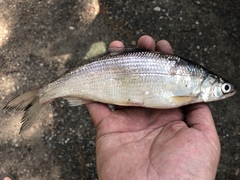 Coregonus artedi