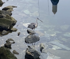 Ardea herodias